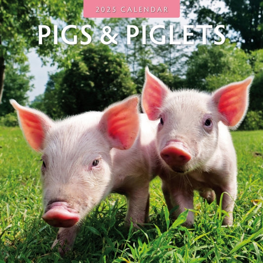 Pigs & Piglets 2025 Square Wall Calendar