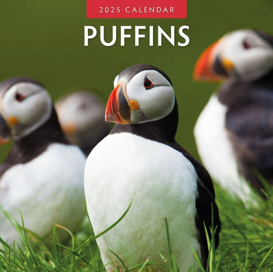 Puffins 2025 Square Wall Calendar