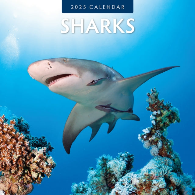 Sharks 2025 Square Wall Calendar