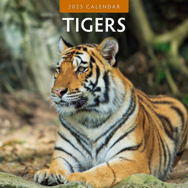 Tigers 2025 Square Wall Calendar