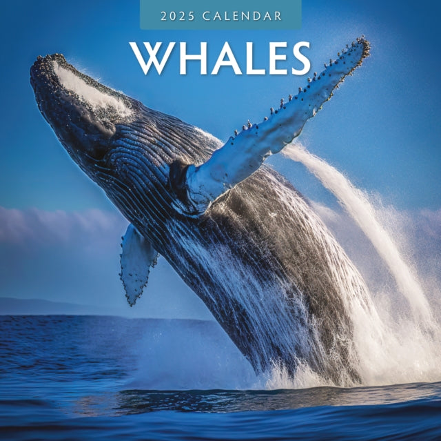 Whales 2025 Square Wall Calendar