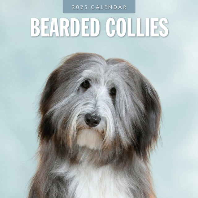 Bearded Collies 2025 Square Wall Calendar