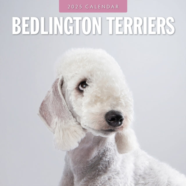 Bedlington Terriers 2025 Square Wall Calendar