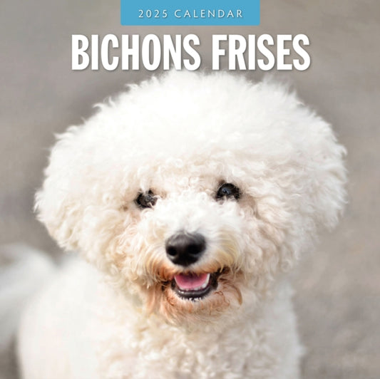 Bichons Frises 2025 Square Wall Calendar