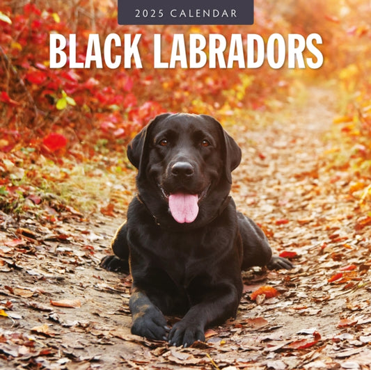 Black Labradors 2025 Square Wall Calendar