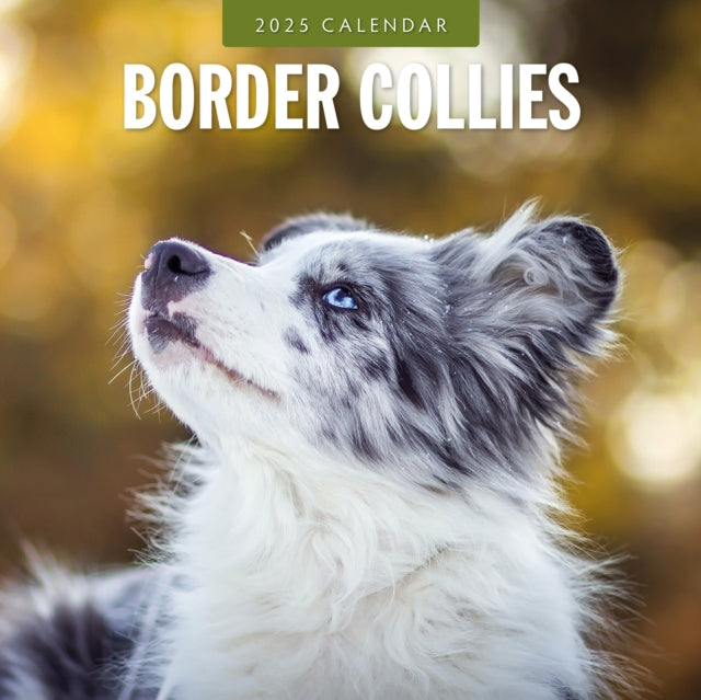 Border Collies 2025 Square Wall Calendar