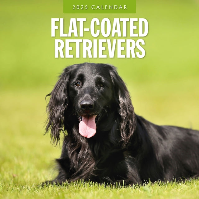 Flat Coated Retrievers 2025 Square Wall Calendar