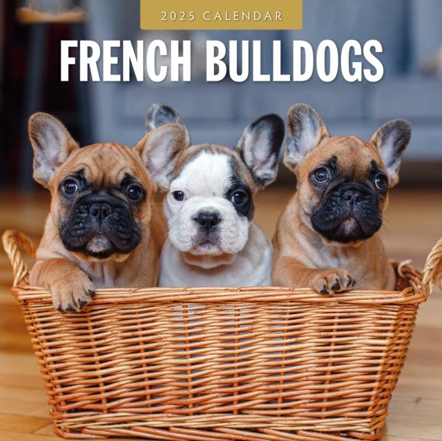 French Bulldogs 2025 Square Wall Calendar