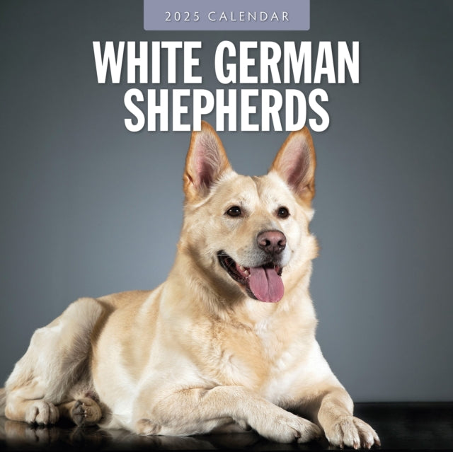 German Shepherd, White 2025 Square Wall Calendar