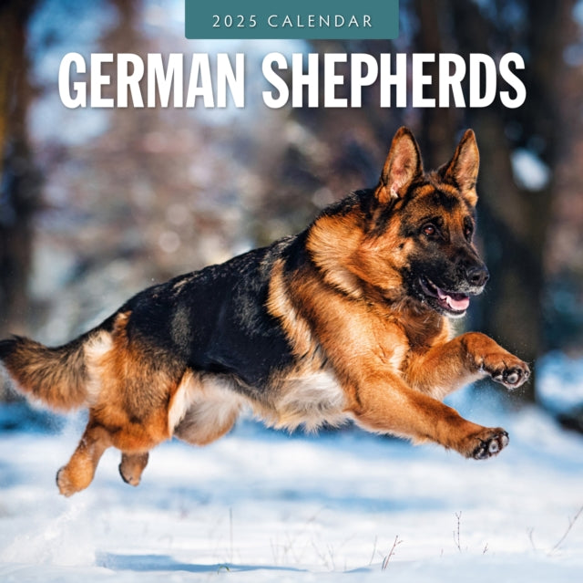 German Shepherds 2025 Square Wall Calendar