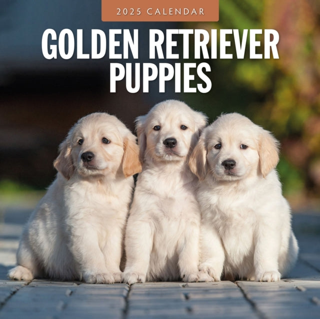 Golden Retriever Puppies 2025 Square Wall Calendar