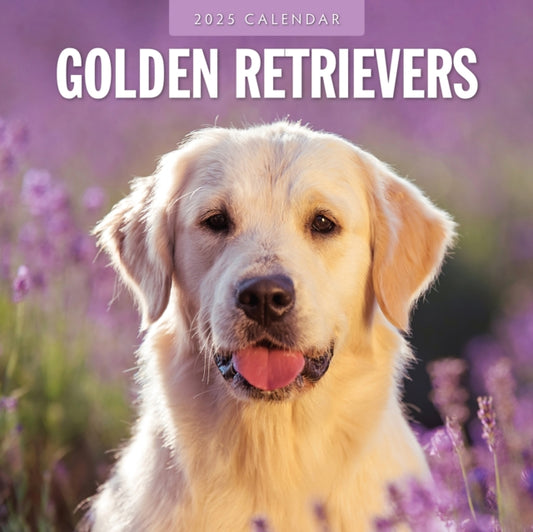 Golden Retrievers 2025 Square Wall Calendar