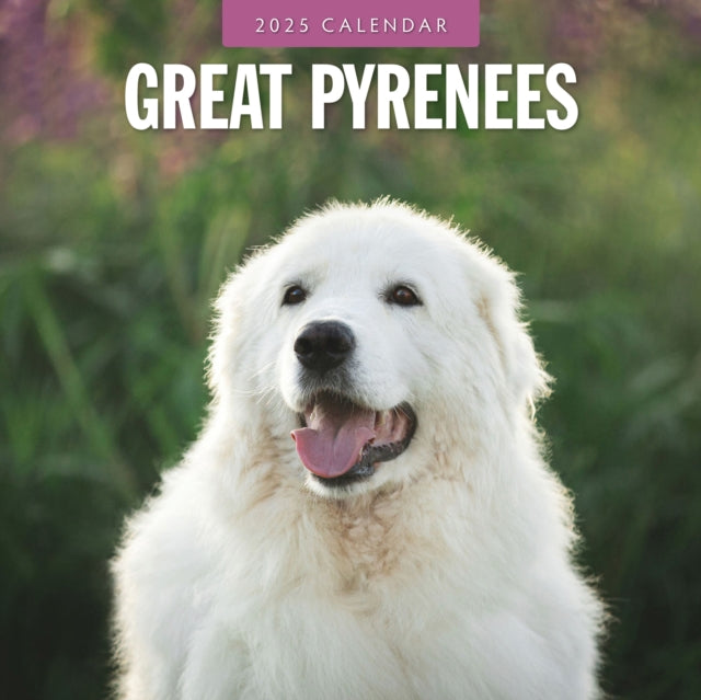 Great Pyrenees 2025 Square Wall Calendar