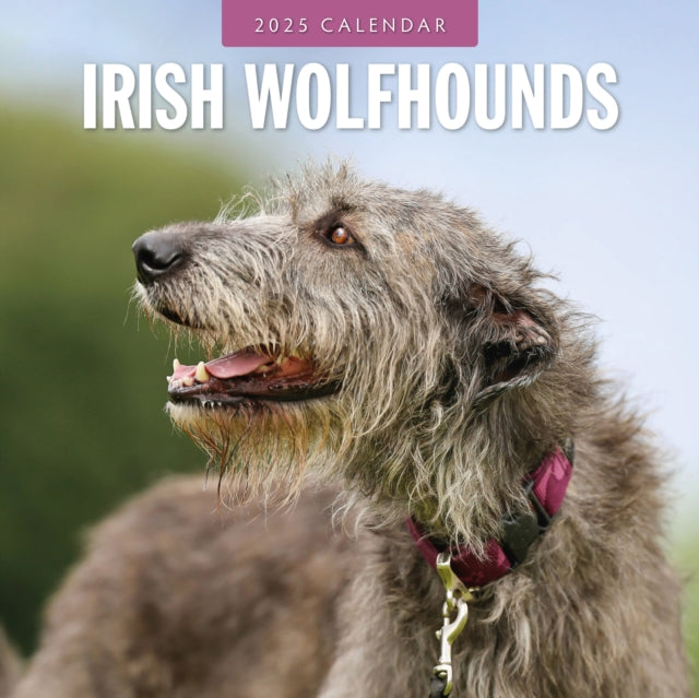 Irish Wolfhounds 2025 Square Wall Calendar