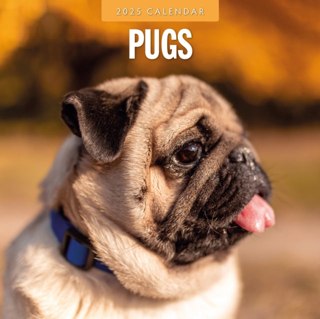 Pugs 2025 Square Wall Calendar