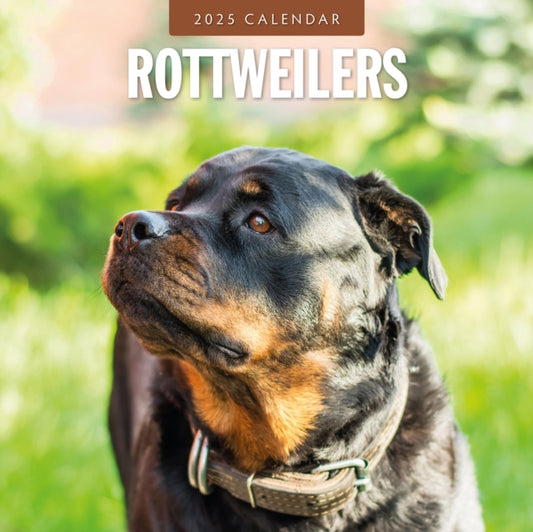 Rottweilers 2025 Square Wall Calendar