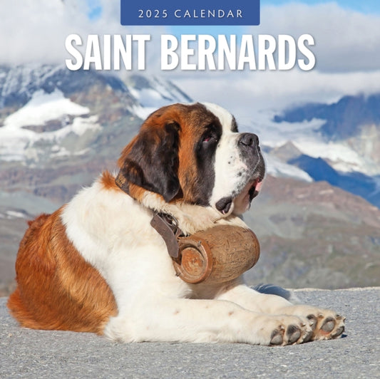 Saint Bernards 2025 Square Wall Calendar