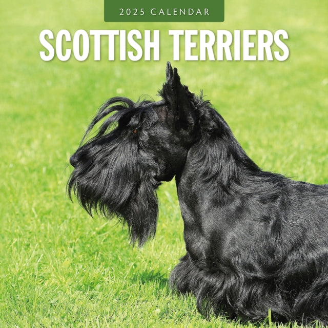 Scottish Terriers 2025 Square Wall Calendar