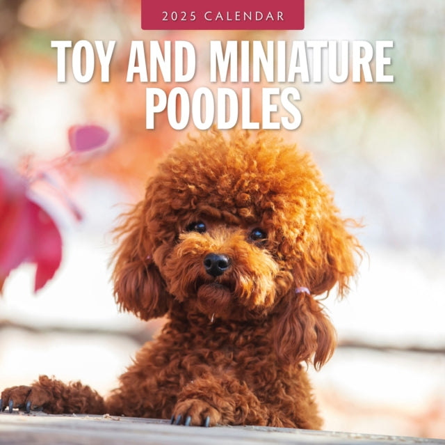 Toy and Miniature Poodles 2025 Square Wall Calendar