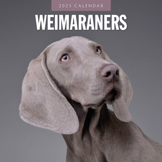 Weimaraners 2025 Square Wall Calendar