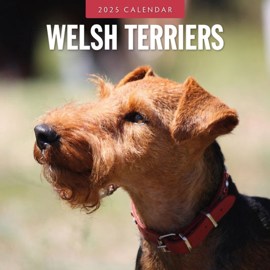 Welsh Terriers 2025 Square Wall Calendar