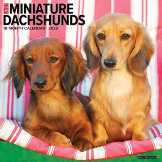 Just Miniature Dachshunds 2025 12 X 12 Wall Calendar