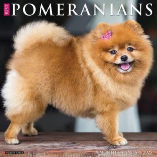 Just Pomeranians 2025 12 X 12 Wall Calendar