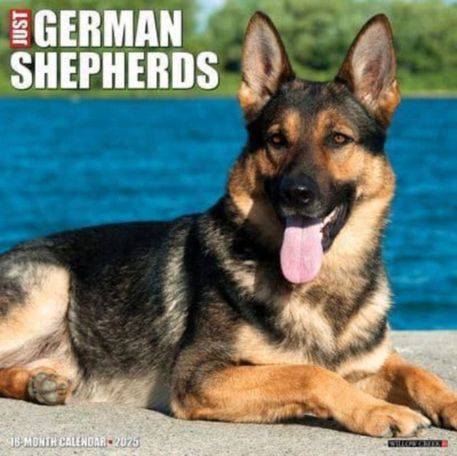 Just German Shepherds 2025 12 X 12 Wall Calendar