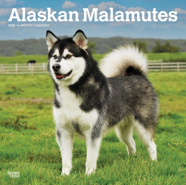 Alaskan Malamutes 2025 Square Wrap