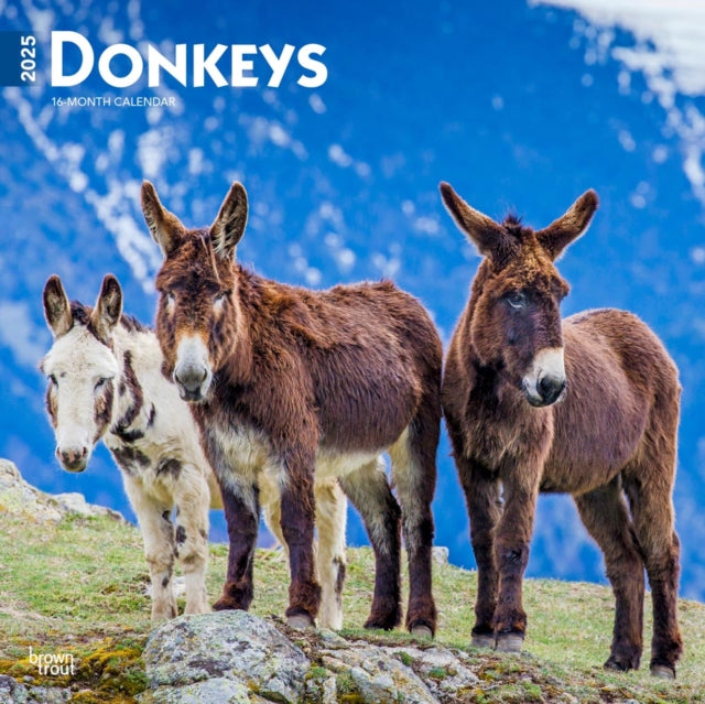Donkeys 2025 Square Wrap