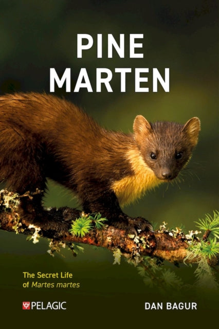 Pine Marten: The Secret Life of Martes martes
