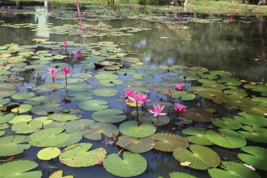 Gardens of Sri Lanka: 2000 Years of Garden and Landscape Design Tradition