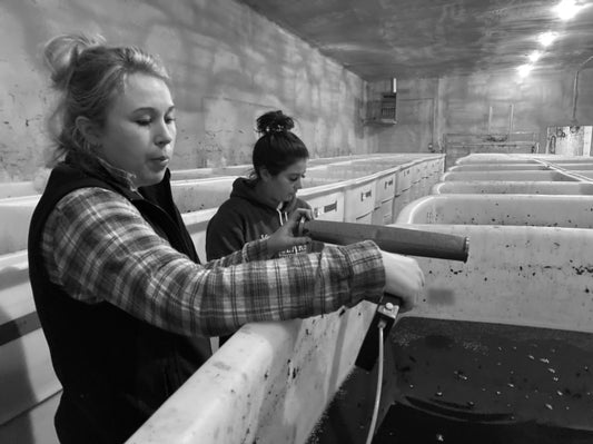 Crush: My Year As an Apprentice Winemaker