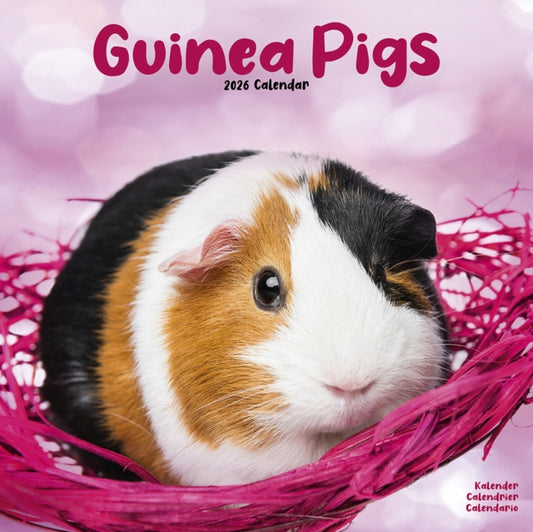 Guinea Pigs Calendar 2026  Square Animal Wall Calendar - 16 Month