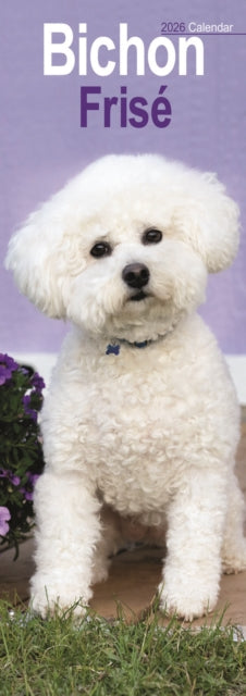 Bichon Frise Slim Calendar 2026  Dog Breed Slimline Calendar - 12 Month