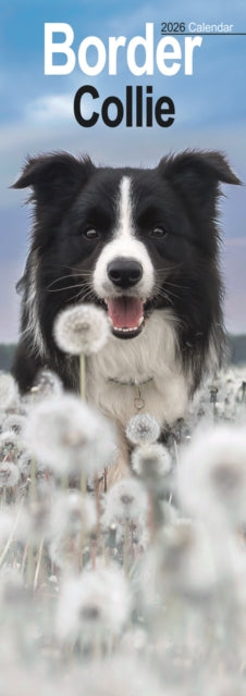 Border Collie Slim Calendar 2026  Dog Breed Slimline Calendar - 12 Month
