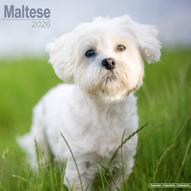 Maltese Calendar 2026  Square Dog Breed Wall Calendar - 16 Month