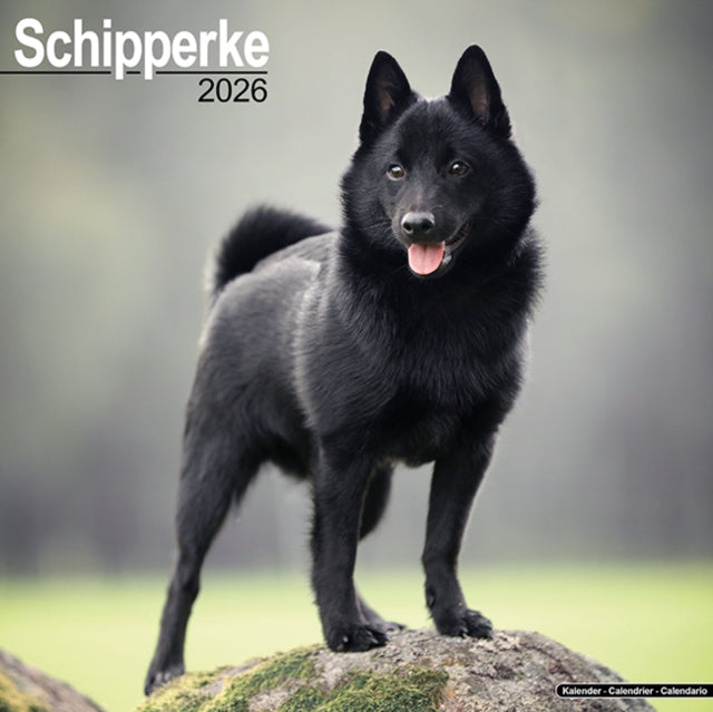 Schipperke Calendar 2026  Square Dog Breed Wall Calendar - 16 Month