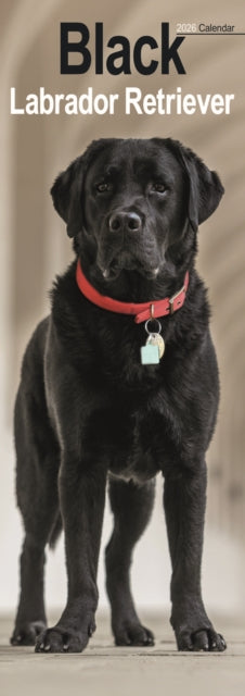 Black Labrador Retriever  Slim Calendar 2026  Dog Breed Slimline Calendar - 12 Month