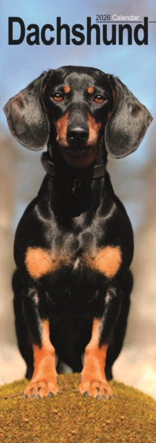 Dachshund Slim Calendar 2026  Dog Breed Slimline Calendar - 12 Month