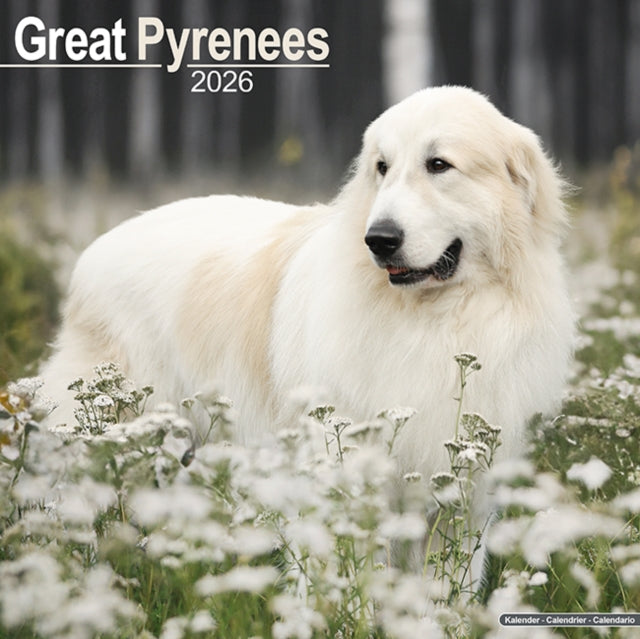 Great Pyrenees Calendar 2026  Square Dog Breed Wall Calendar - 16 Month