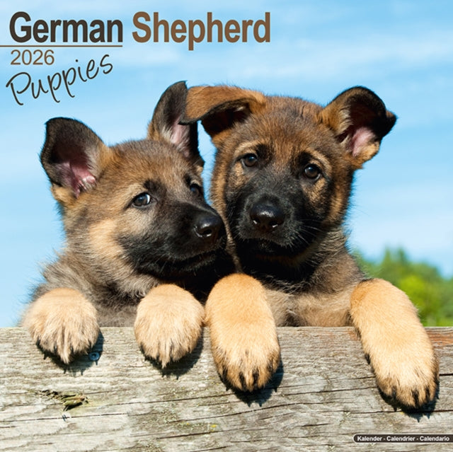 German Shepherd Puppies Calendar 2026  Square Dog Puppy Breed Wall Calendar - 16 Month