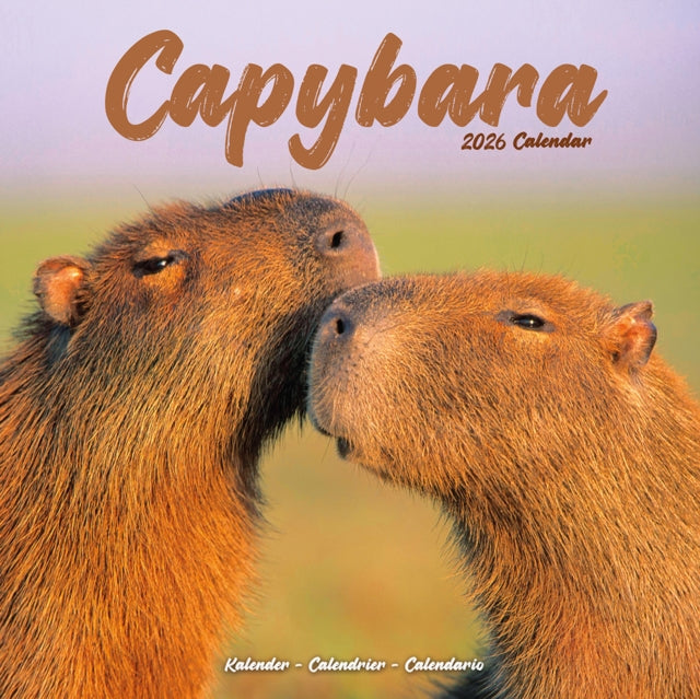 Capybara Calendar 2026  Square Animal Wall Calendar - 16 Month