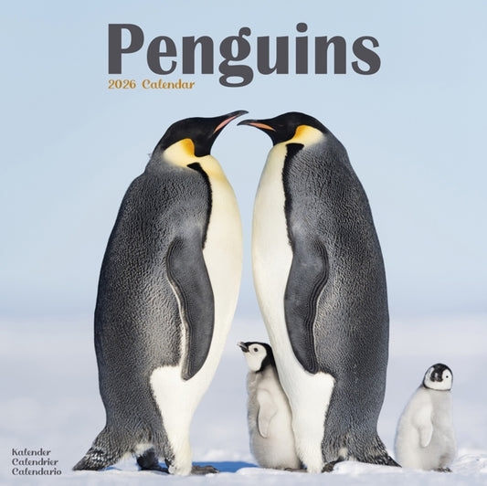 Penguins Calendar 2026  Square Animal Wall Calendar - 16 Month