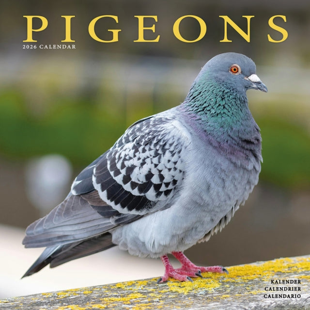 Pigeons Calendar 2026  Square Birds Wall Calendar - 16 Month