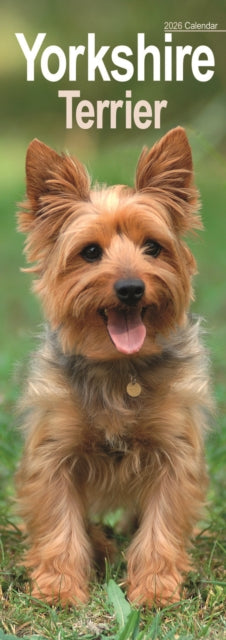 Yorkshire Terrier Slim Calendar 2026  Dog Breed Slimline Calendar - 12 Month