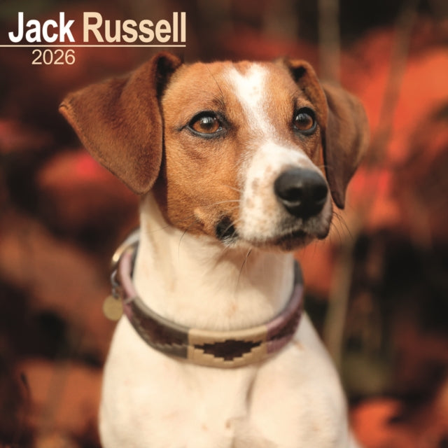 Jack Russell Calendar 2026  Square Dog Breed Wall Calendar - 16 Month