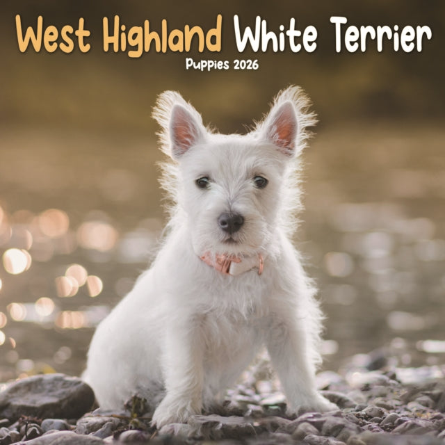 West Highland White Terrier Puppies Squa