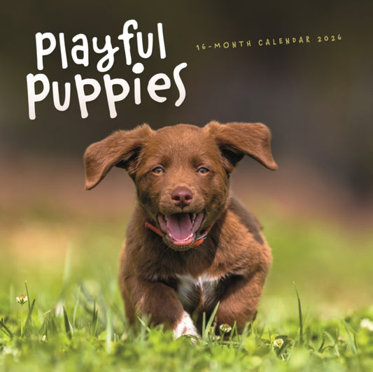 Playful Puppies Square Wall Sunday Start