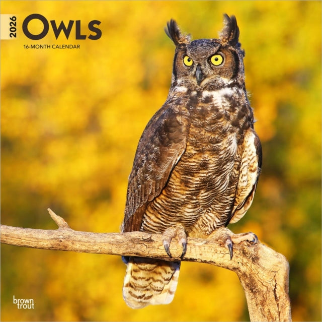 Owls 2026 Square Flap Calendar